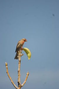 Close-up of bird perching against clear sky