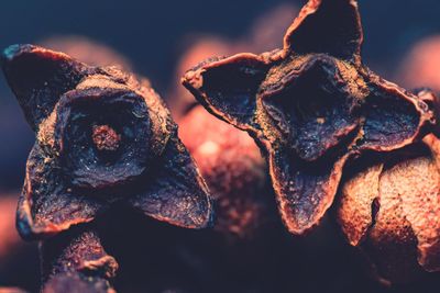 Close-up of dried plant