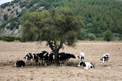 View of horses on landscape