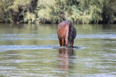 Horse drinking water in lake