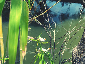 High angle view of flowering plants by lake