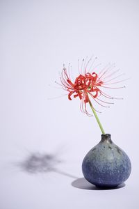 still life photography