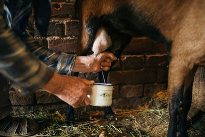 Old farmer milking one of his goat.