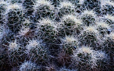 Full frame shot of succulent plant on field