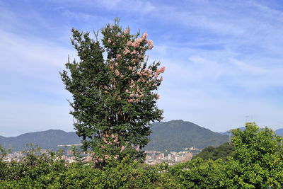 Scenic view of tree by mountain against sky