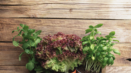 Gardening and healthy eating concept with different herbs and salad leaves on wooden background