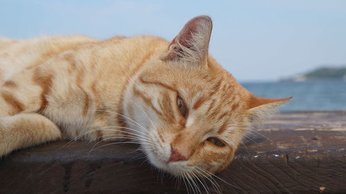 Close-up of cat resting