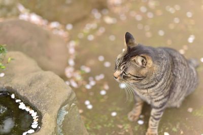 Close-up of cat sitting by rock at yard