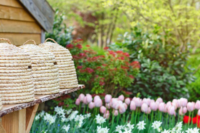 Beehives in garden with a spring flowers in countryside, netherlands 