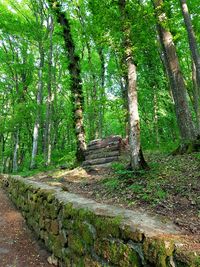 Trees growing in forest