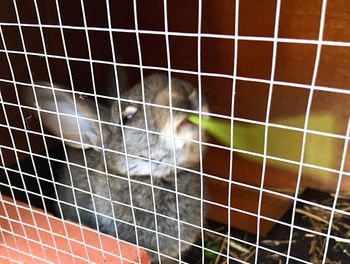 Close-up of cat in cage