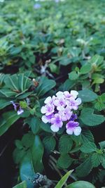 Close-up of pink flowers blooming outdoors