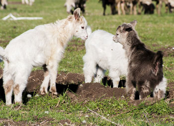 Kid goats on field