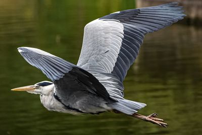 Grey heron in flight