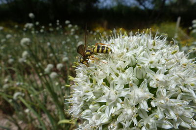 Close-up of bee pollinating on white flower