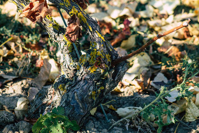 High angle view of leaves on tree trunk in forest