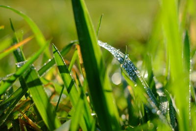 Close-up of raindrops on grass