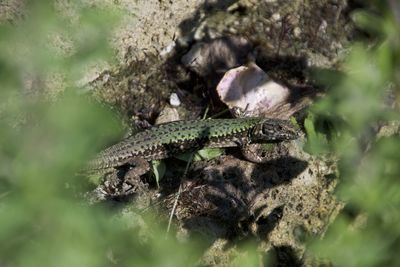 Close-up of lizard on plant