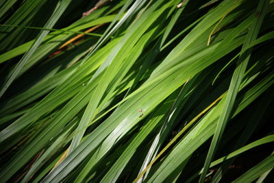 Full frame shot of palm tree