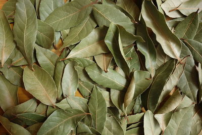 High angle view of bay leaves