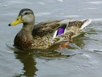 Birds in water