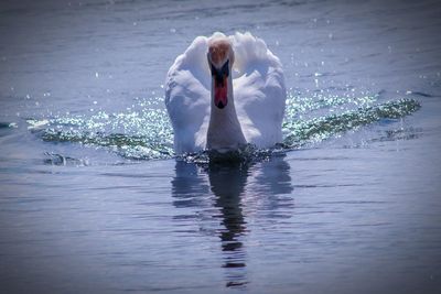 Full length of swan swimming in lake