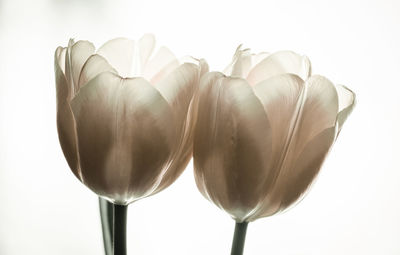 Close-up of rose against white background