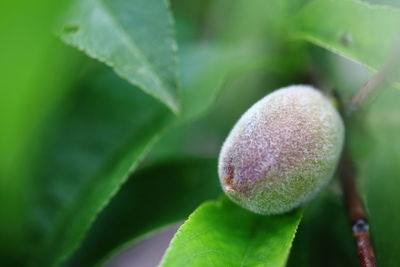 Close-up of plant bulb