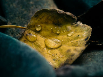 Close-up of turtle in water