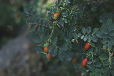 Close-up of leaves on tree