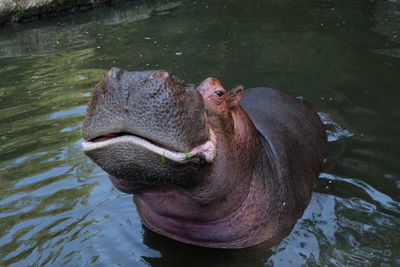 A hippopotamus taking a bath