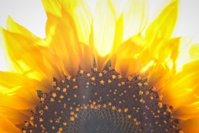 Close-up of yellow flowering plant