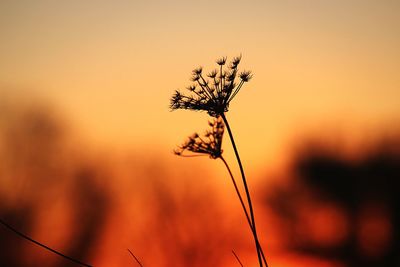 Close-up of silhouette plant against orange sky