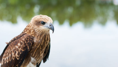 Close-up of a bird