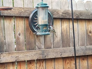 View of a bird on wooden wall