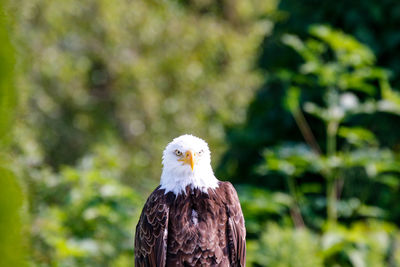 Portrait of owl perching on branch