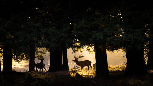 Silhouette deer against trees at night
