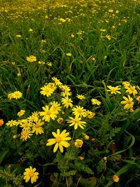 High angle view of yellow flowering plants on field