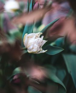 Beautiful tulips blooming spring garden branch green foliage macro soft focus bokeh effect
