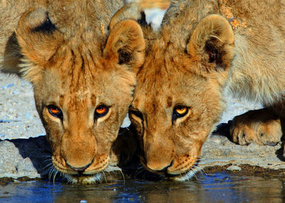 Close-up of lions drinking water from lake