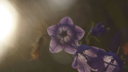 Close-up of flower blooming outdoors