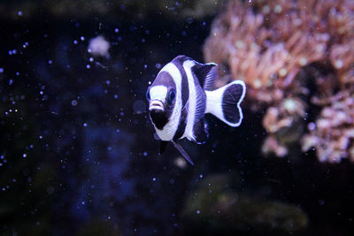 Close-up of fish swimming in sea