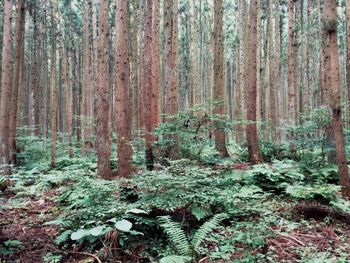 View of trees in the forest