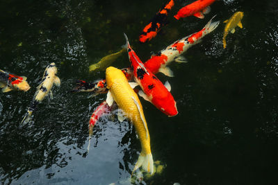 View of koi carps swimming in pond