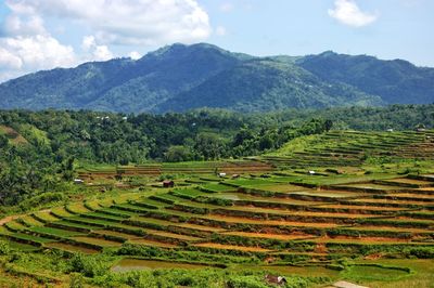 Scenic view of agricultural field against sky