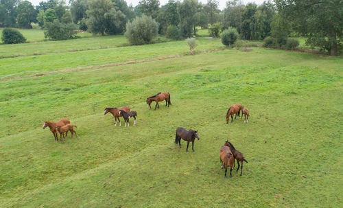 Herd of horses with their foals on a meadow