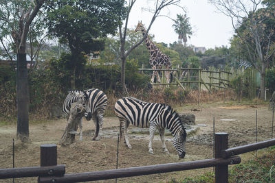 Photo of two zebras and a giraffe at the zoo