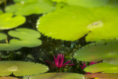 Close-up of lotus water lily