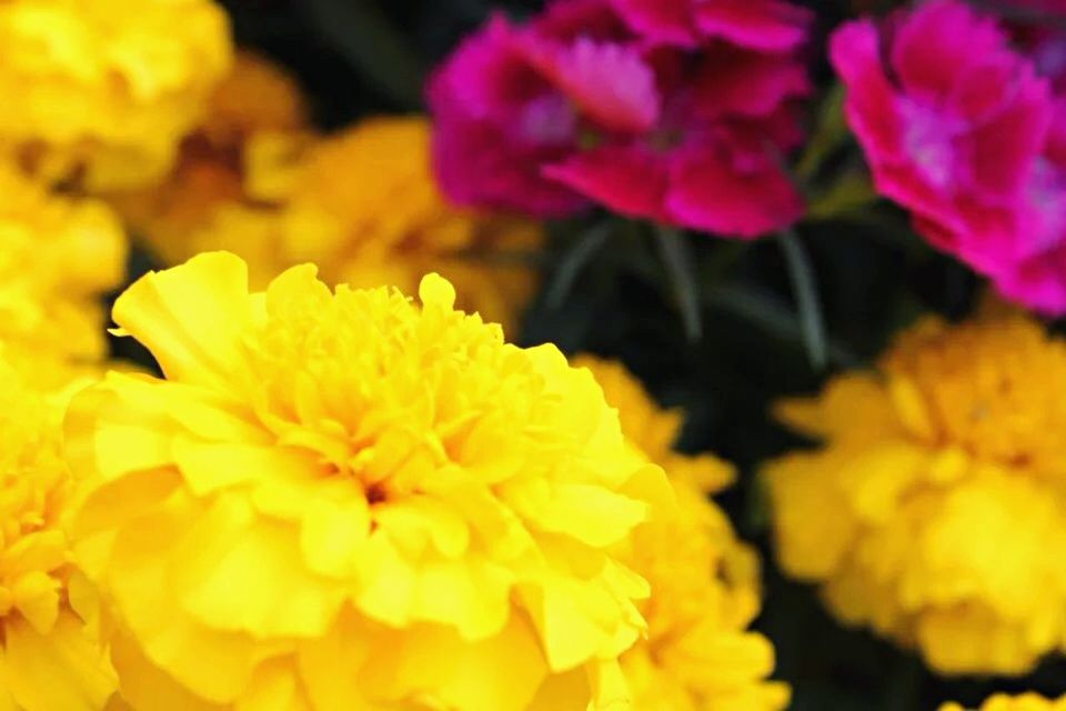 flower, petal, freshness, yellow, flower head, fragility, beauty in nature, growth, close-up, blooming, nature, focus on foreground, in bloom, selective focus, plant, blossom, vibrant color, botany, pollen, springtime