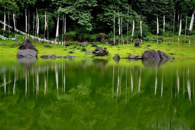 View of lake in forest